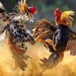 Keuntungan Memilih Agen Sabung Ayam Online Terbaik